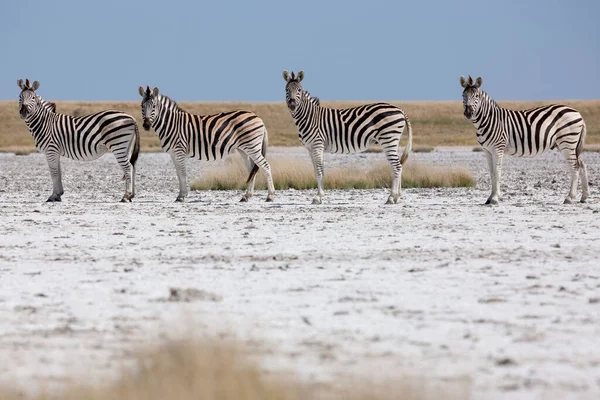 Migracja Zebry - Park Narodowy Makgadikgadi - Botswana — Zdjęcie stockowe