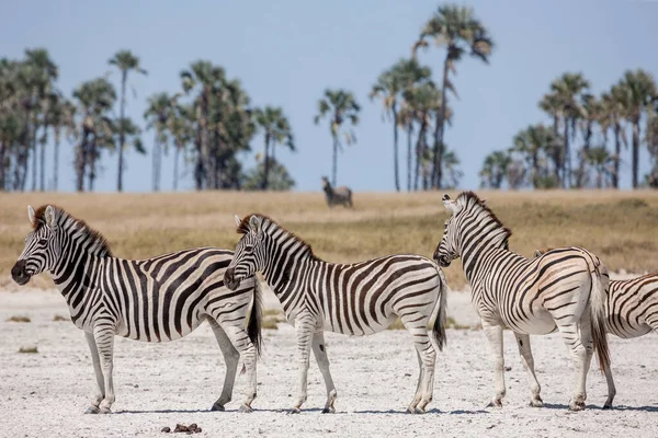 Zebrák vándorlása - Makgadikgadi Pans National Park - Botswana — Stock Fotó