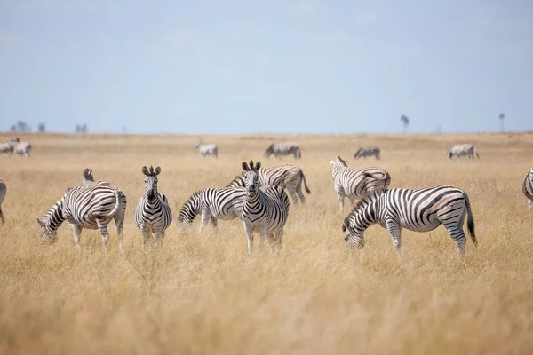 Migracja Zebry - Park Narodowy Makgadikgadi - Botswana — Zdjęcie stockowe