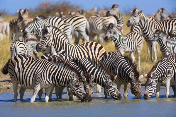 Zebralar Makgadikgadi Ulusal Parkı 'na göç ediyor. — Stok fotoğraf