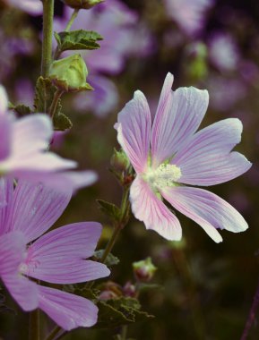 Pembe kır çiçekleri geçmişe dönük tedavide yakın çekim