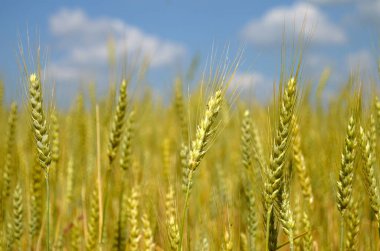 Bulutların yatay yönelimli mavi gökyüzüne karşı buğday altın tarlası