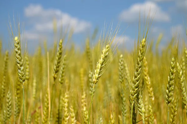 wheat gold field against a blue sky with clouds horizontal orientation