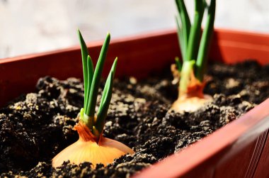 Balkonda bir kutuda yetişen yeşil soğanlar. Güneş yatay olarak parlıyor.