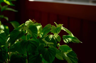Pencerenin önündeki çiçekler filizleniyor. Parlak güneş oradan doğuyor.