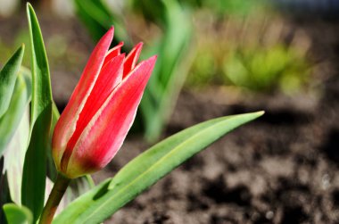 Kırmızı lale, parlak güneşin altında zemin zeminine yakın plan fotokopi aletiyle.