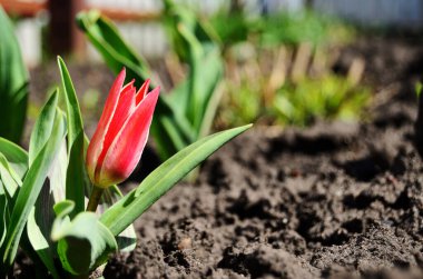 kırmızı lale çiçek tarhında zemin zeminine karşı fotokopi alanı ile parlak güneş altında