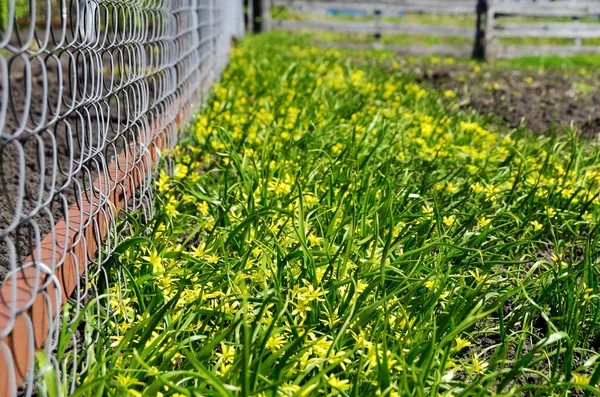 Желтые Полевые Цветы Зеленой Траве Забором Решетки Сорняки Саду — стоковое фото