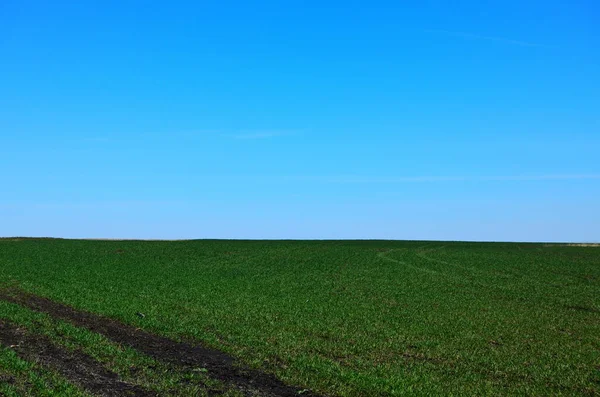 Vert Champ Printemps Trace Route Sous Ciel Bleu — Photo