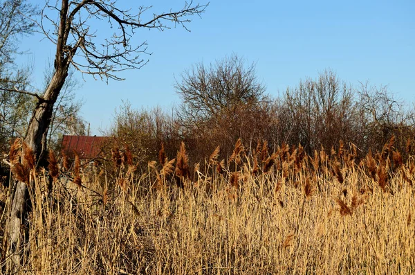 Herbe jaune sèche dans le toit du village de la maison de village et du bois sans feuilles — Photo