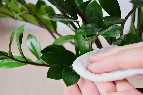 Vrouw Doek Veegt Stof Van Groene Bladeren Van Kamerplant Rechtenvrije Stockafbeeldingen