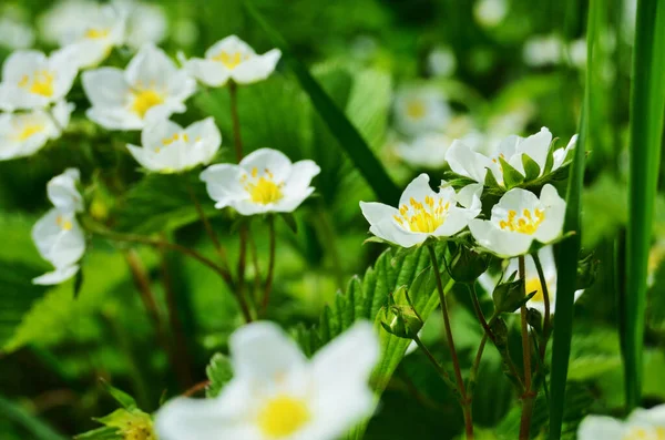Çilek çiçekleri güneşli havada kapanıyor