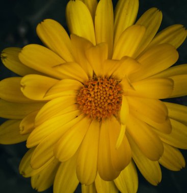 Yalnız sarı çiçek ve onun polenleri ilkbaharda