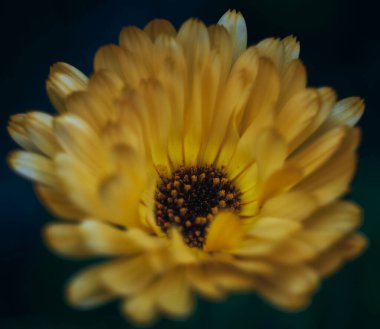 Yalnız sarı çiçek ve onun polenleri ilkbaharda