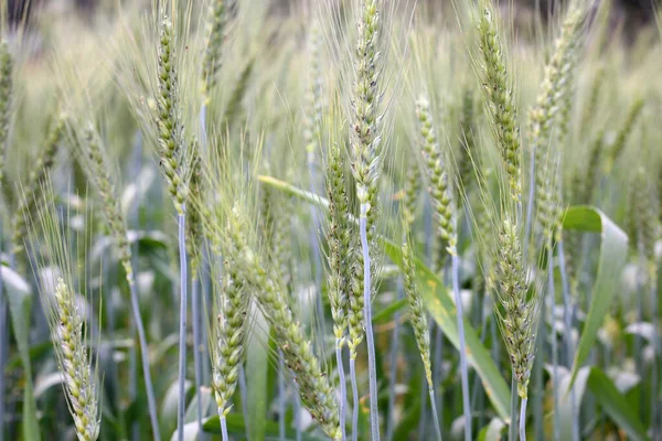 Grüne Weizenpflanzen Wachsen Auf Dem Feld — Stockfoto