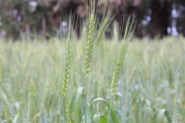 Культивированные Посевы Зеленой Пшеницы — стоковое фото