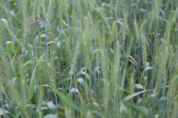 Coltivazione Moderna Grano Verde — Foto Stock