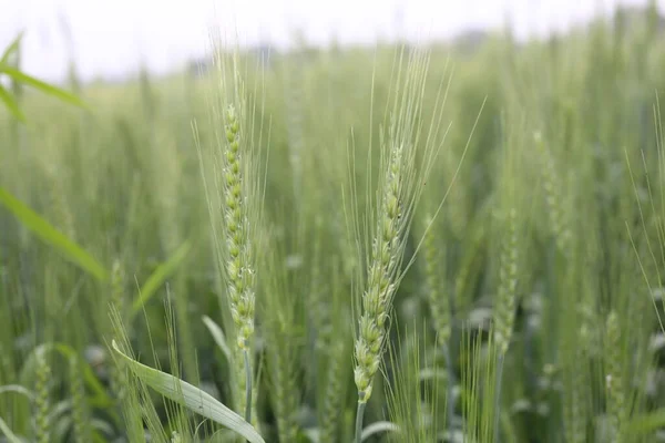 Frühlingsmonate Und Felder Mit Angebautem Grünen Weizen — Stockfoto