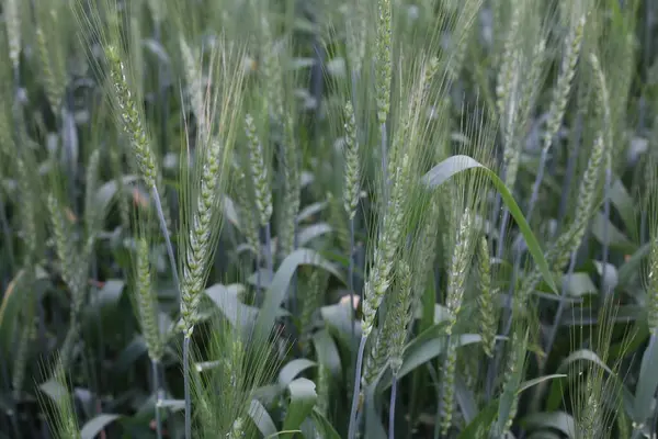 Green Wheat Cereal Crops Growing Cultivated Field — Stock Photo, Image