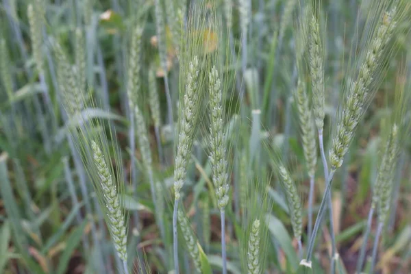 Campo Verde Con Agricoltura Grano — Foto Stock