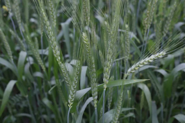 Campo Grano Verde Strada Campo Verde Grano — Foto Stock