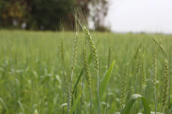 Зеленые Пшеничные Поля Ветру — стоковое фото