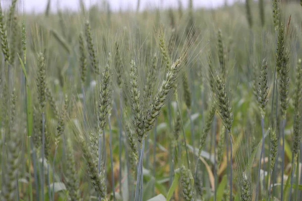 Grano Crescita Organismo — Foto Stock