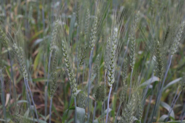 Зеленая Пшеница Растет Сельском Хозяйстве — стоковое фото
