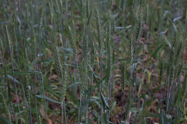 Шипы Зеленой Пшеницы Растущей Летом — стоковое фото