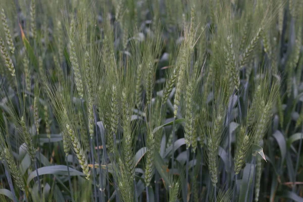 Trigo Verde Jovem Que Cresce Campo Agrícola — Fotografia de Stock