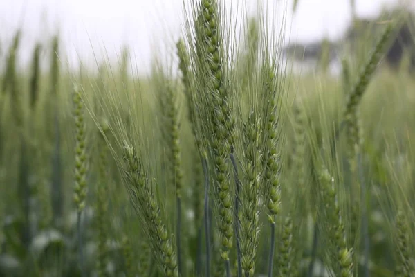 Junge Weizen Sämlinge Wachsen Auf Einem Feld — Stockfoto
