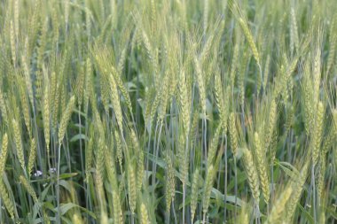 Genç Buğday Bitkilerinin Fotoğrafı