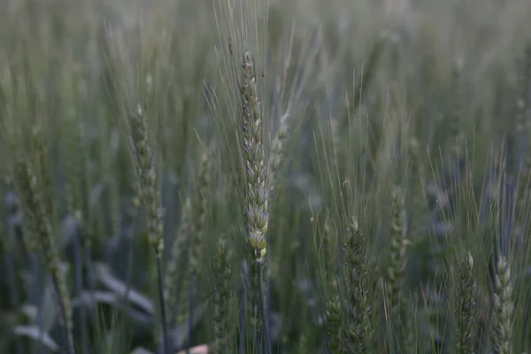 Campo Plântulas Trigo Jovens — Fotografia de Stock