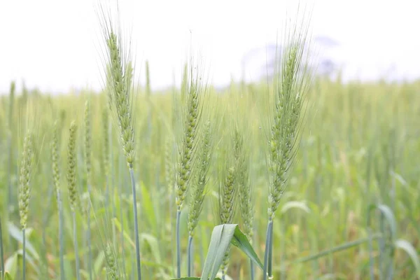 Молодые Саженцы Пшеницы Растут Поле Молодая Зелёная Пшеница — стоковое фото