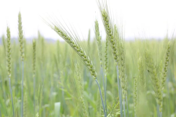 Colheita Mudas Trigo Jovens Campo Agrícola Primavera — Fotografia de Stock