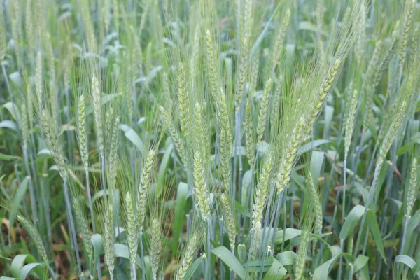 Agricoltore Che Esamina Piante Giovani Frumento Campo Agricolo — Foto Stock