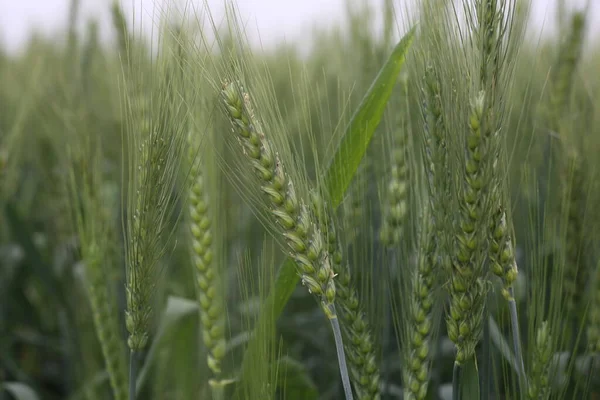 Anbau Von Weizenkörnern Und Anderen Nutzpflanzen — Stockfoto