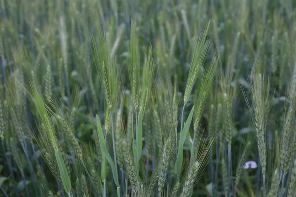 Unga Veteplantor Som Växer — Stockfoto