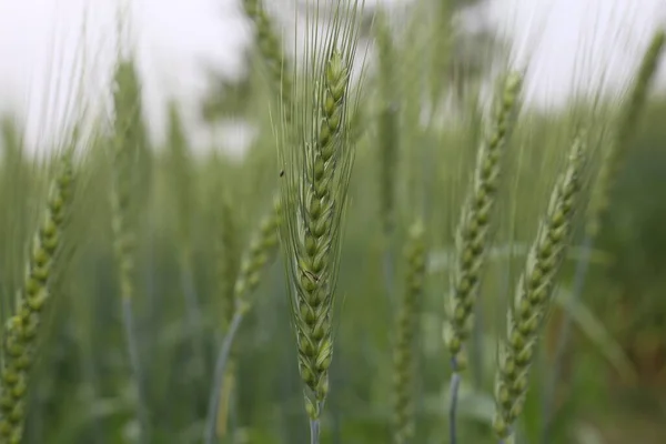 Trigo Jovem Que Cresce Campo — Fotografia de Stock