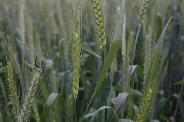 Junge Weizen Sämlinge Wachsen Auf Einem Feld — Stockfoto