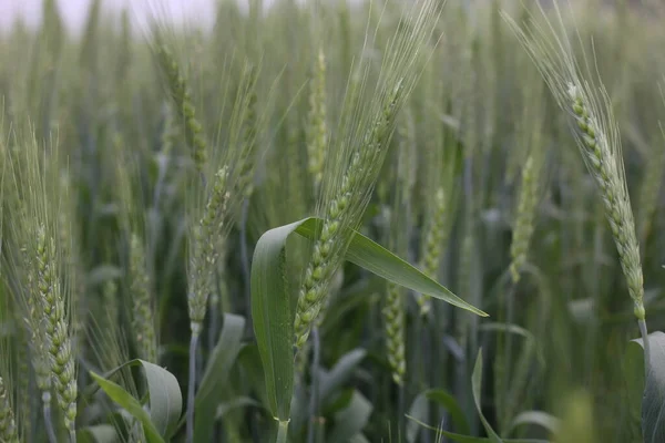 Jovem Trigo Cultivar Campo Fazenda Verde — Fotografia de Stock