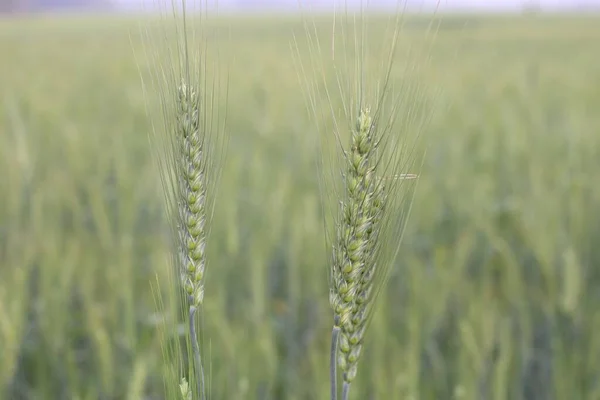 Anbau Von Weizen Und Getreide — Stockfoto