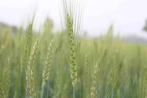 Eigenen Weizen Anbauen Biologischer Garten — Stockfoto