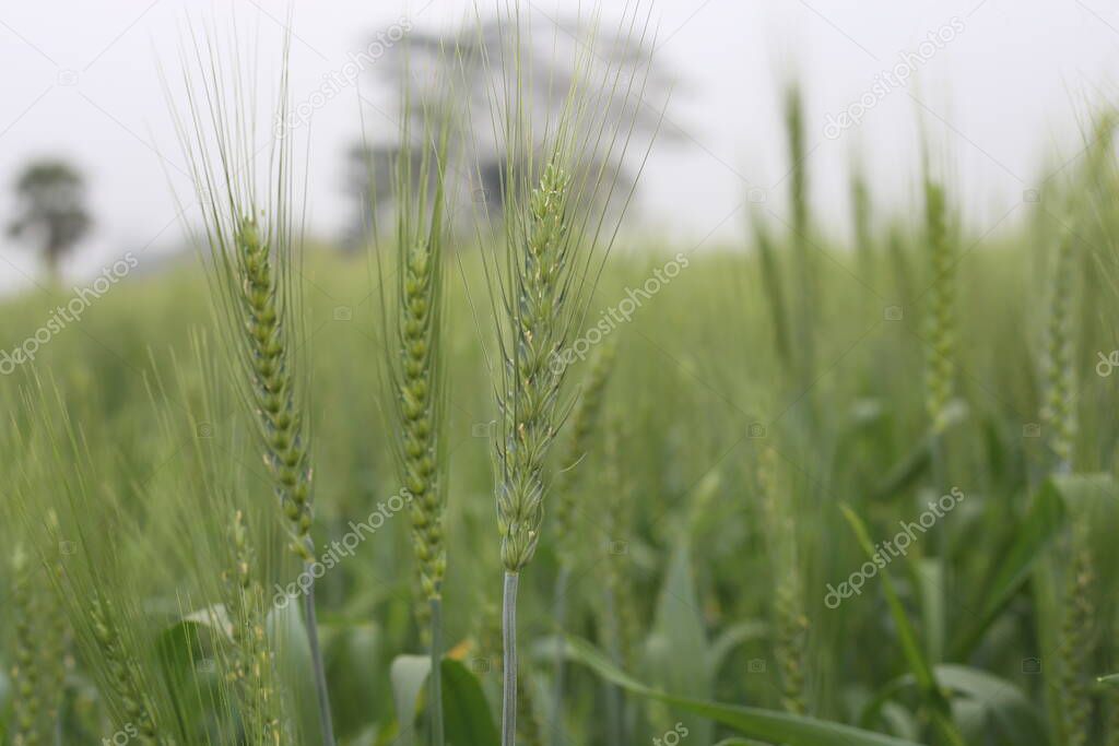 Soil Strength on the Growth of Young Wheat Plants