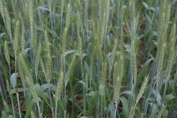 Зеленые Пшеничные Поля Сельской Местности — стоковое фото