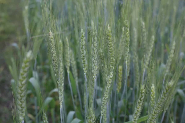 Pfad Einem Schönen Grünen Weizenfeld — Stockfoto