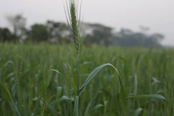 Green Grass Field Beautiful Green Wheat Field — Stock Photo, Image