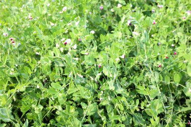 Yatakta yeşil bezelyeler. Doğal organik ürünlerin yetiştirilmesi. Vejetaryenlik.