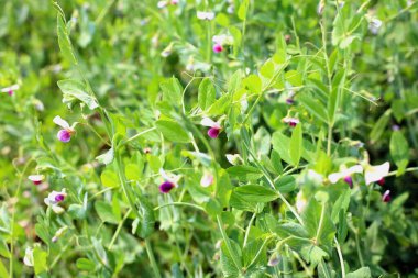 Çiftlikte büyüyen yeşil bezelyeler