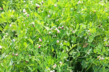 Tarlada yeşil bezelyeler ve tarlada büyüyen bezelyeler.